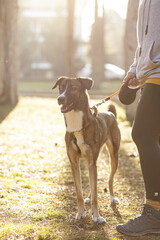 Young sporty dressed woman trains her dog in the park