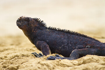 Fototapeta premium Galapagos Land Iguana Conolophus subcristatus