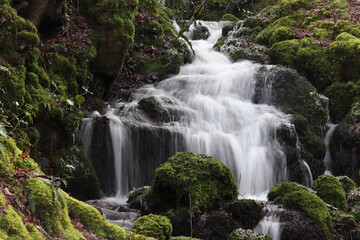 Fototapeta na wymiar une petite cascade entre rochers et mousse sur un ruisseau en hiver