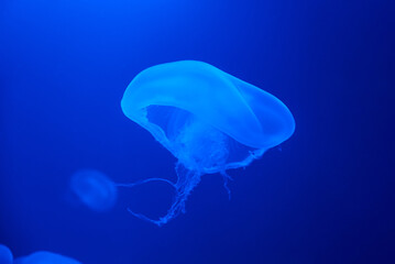 Jellyfish swims under water with blue background, sea life in zoo aquarium