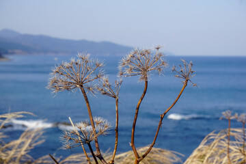 Dry grass near the sea