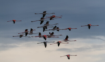 Flamingos in Flight, Camargue, France