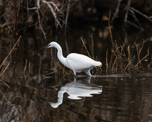 Great egret in the marsh of Camargue, France