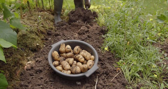 Closeup of a gardener&rsquo;s fork digging the potatoes from the ground in a kitchen garden and then throwing them into a colander full of harvested potatoes
