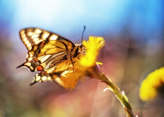 a butterfly sits on a yellow flower