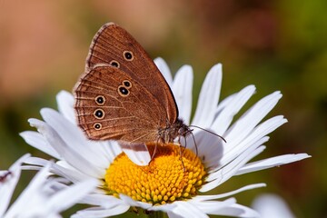 a brown butterfly sits on a chamomile