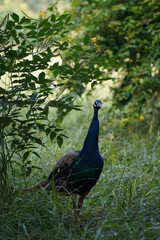 Close to nature