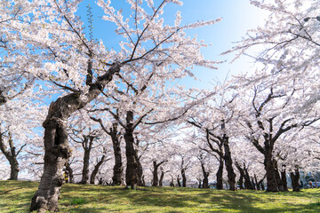 桜