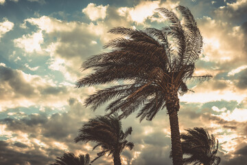 Palm trees swaying in the wind against sunset sky background. Windy winter day in Egypt. Color...