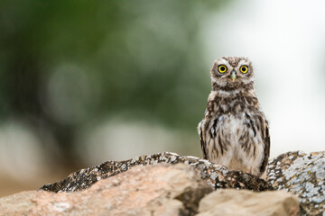 Little owlet on aware