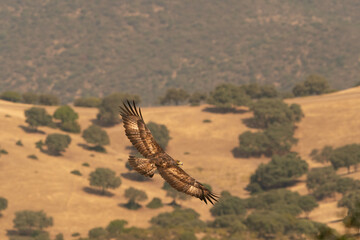 A golden eagle flying above the spanish mountains in its natural habitat