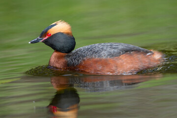 Ohrentaucher (Podiceps auritus)