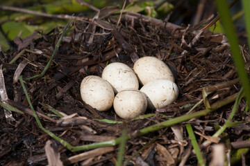 Ohrentaucher (Podiceps auritus) Gelege