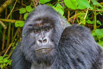male silverback gorilla portrait
