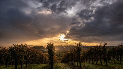 Photo dans la nature b&eacute;arnaise des coteaux d'aubertin et des vignes, lors d'un couch&eacute; de soleil. Ainsi que la lev&eacute;e de la brume du soir. 