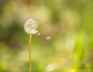 Fleur de pissenlit dans le vent 