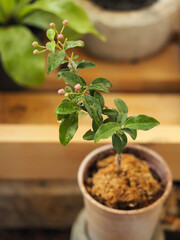 little cherry tree in a pot