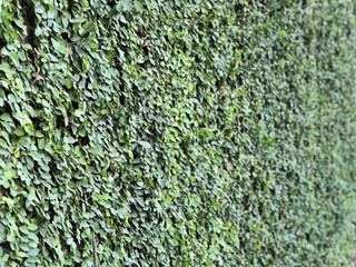 green plant on the wall