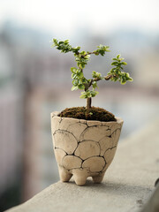 Small plants in ceramic pots with green moss