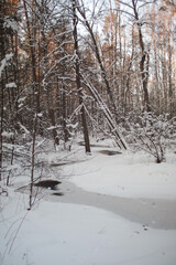 Winter forest