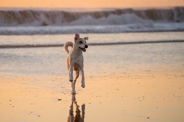 Female mixed dog running in the beach in Cadiz