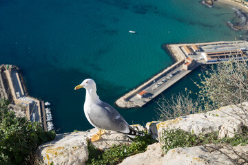 seagull and view of the turquoise blue mediterranean sea with port