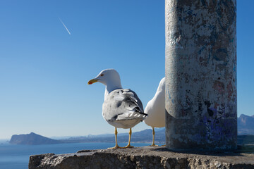 seagulls at the peak of a mountain on the mediterranean coast in spain