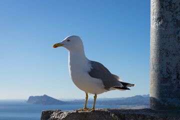 seagull at the peak of a mountain on the mediterranean coast in spain