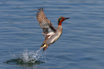 Male teal (Anas crecca) taking off from the water for flight