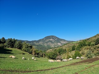 Fototapeta na wymiar Vacas pastando