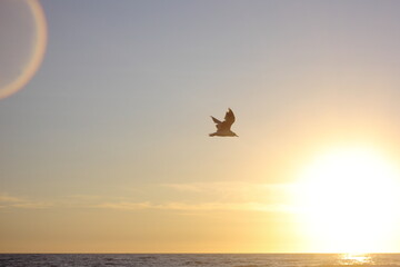 Fototapeta na wymiar gaviota volando en sobre el mar y en la puesta de sol, o a travez del sol