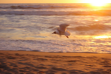 gaviota emprendiendo el vuelo en la orilla de la playa y las olas