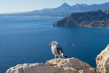 seagull and beautiful mountains on the mediterranean coast in spain