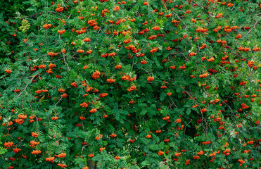 top of a rowan berries tree with a lot of ripe fruits