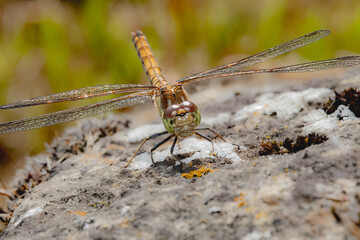 Closeup Shot of a Dragonfly