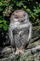 Snowy owl sitting on the stone. Latin name - Bubo scandiacus