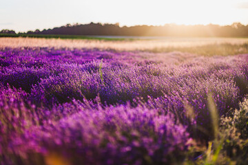 Obraz premium Beautiful Violet Lavender Field Agriculture