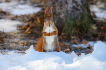 A red squirrel sits on its hind legs in the snow, holds its paws on its chest, looks into the camera. Curious beast feeding squirrels in the park