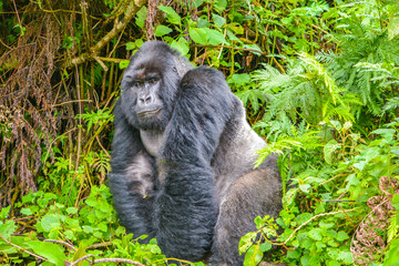 mountain gorilla in the jungle