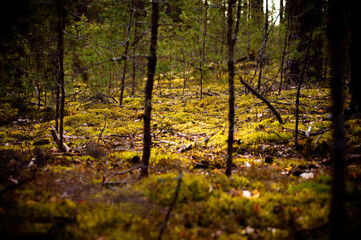 природа и заброшенное