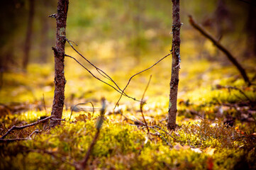 природа и заброшенное