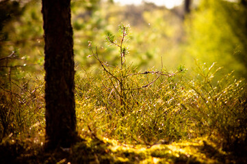 природа и заброшенное