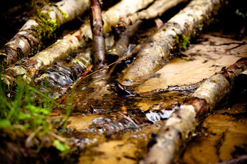 природа и заброшенное