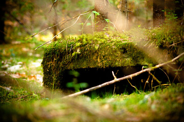 природа и заброшенное