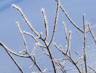 Winter Forest.