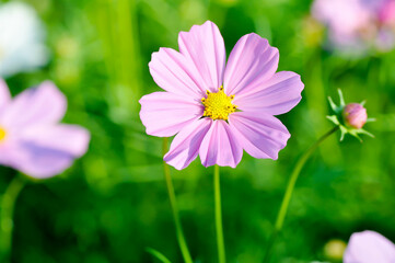 cosmos flower or Mexican aster flower.