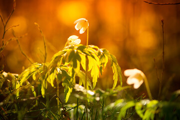 Природа и заброшенное