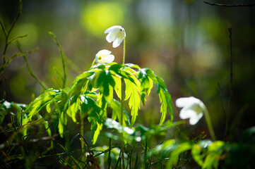 Природа и заброшенное