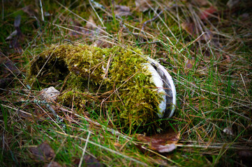 Природа и заброшенное