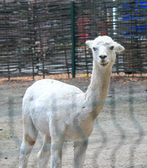 cute alpaca in the aviary of the Kiev zoo